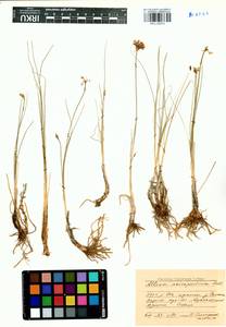 Allium anisopodium Ledeb., Siberia, Baikal & Transbaikal region (S4) (Russia)