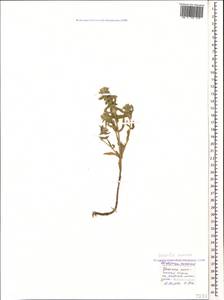 Sideritis montana subsp. montana, Caucasus, Black Sea Shore (from Novorossiysk to Adler) (K3) (Russia)
