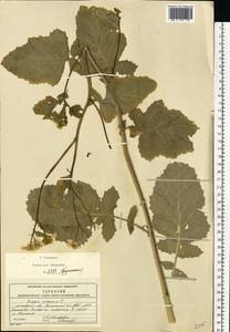 Rhamphospermum arvense (L.) Andrz. ex Besser, Eastern Europe, Moscow region (E4a) (Russia)