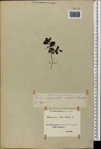 Vaccinium vitis-idaea L., Caucasus, Stavropol Krai, Karachay-Cherkessia & Kabardino-Balkaria (K1b) (Russia)
