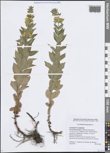 Lysimachia punctata L., Eastern Europe, Central region (E4) (Russia)