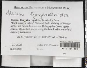 Mnium lycopodioides Schwägr., Bryophytes, Bryophytes - Baikal & Transbaikal regions (B18) (Russia)