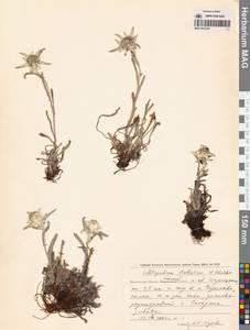 Leontopodium stellatum A. P. Khokhr., Siberia, Chukotka & Kamchatka (S7) (Russia)