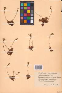 Saxifraga cespitosa L., Eastern Europe, Northern region (E1) (Russia)
