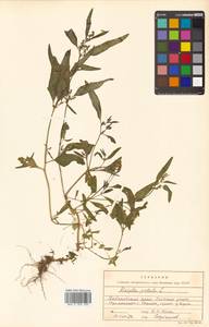 Atriplex patula L., Siberia, Russian Far East (S6) (Russia)