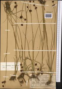 Juncus macrantherus V. I. Krecz. & Gontsch., Middle Asia, Western Tian Shan & Karatau (M3) (Kazakhstan)