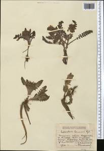 Pedicularis semenowii Regel, Middle Asia, Dzungarian Alatau & Tarbagatai (M5) (Kazakhstan)