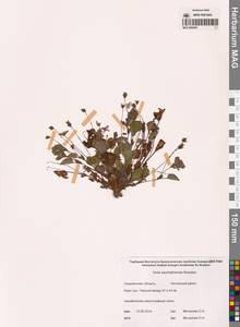 Viola sacchalinensis H.Boissieu, Siberia, Russian Far East (S6) (Russia)