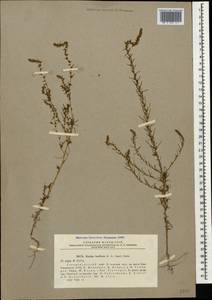 Bassia laniflora (S. G. Gmel.) A. J. Scott, Caucasus, Stavropol Krai, Karachay-Cherkessia & Kabardino-Balkaria (K1b) (Russia)