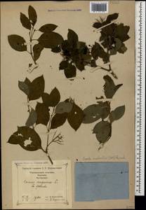 Cornus sanguinea subsp. australis (C.A.Mey.) Jáv., Caucasus, Georgia (K4) (Georgia)