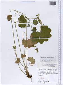 Alchemilla nemoralis Alechin, Eastern Europe, Lower Volga region (E9) (Russia)
