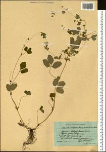 Potentilla centigrana Maxim., Siberia, Russian Far East (S6) (Russia)