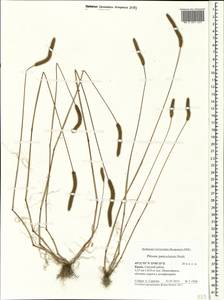 Phleum paniculatum Huds., Crimea (KRYM) (Russia)