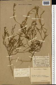 Cakile maritima subsp. euxina (Pobed.) Nyár., Eastern Europe, Rostov Oblast (E12a) (Russia)