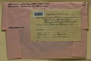 Hylocomium splendens (Hedw.) Schimp., Bryophytes, Bryophytes - Middle Russia (B6) (Russia)