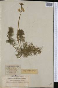 Hottonia palustris L., Western Europe (EUR) (Sweden)