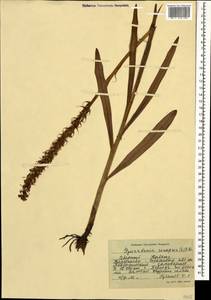 Gymnadenia conopsea (L.) R.Br., Caucasus, Stavropol Krai, Karachay-Cherkessia & Kabardino-Balkaria (K1b) (Russia)