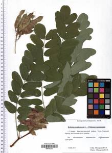 Robinia pseudoacacia L., Eastern Europe, Middle Volga region (E8) (Russia)