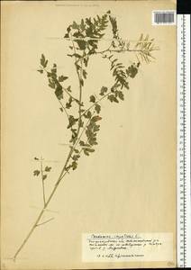 Cardamine impatiens L., Eastern Europe, South Ukrainian region (E12) (Ukraine)