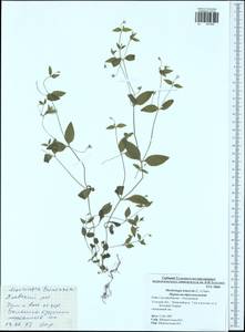 Moehringia trinervia, Eastern Europe, Central region (E4) (Russia)