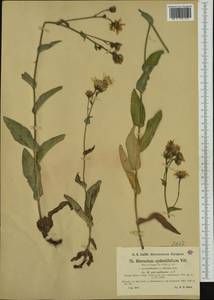 Hieracium cydoniifolium subsp. parcepilosum (Arv.-Touv.) Zahn, Western Europe (EUR) (Switzerland)
