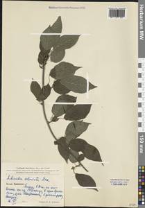 Actinidia kolomikta (Maxim. & Rupr.) Maxim., South Asia, South Asia (Asia outside ex-Soviet states and Mongolia) (ASIA) (China)