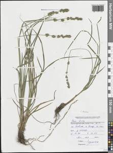 Carex divulsa Stokes, Caucasus, Black Sea Shore (from Novorossiysk to Adler) (K3) (Russia)