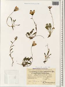 Campanula saxifraga subsp. aucheri (A.DC.) Ogan., Caucasus, Stavropol Krai, Karachay-Cherkessia & Kabardino-Balkaria (K1b) (Russia)