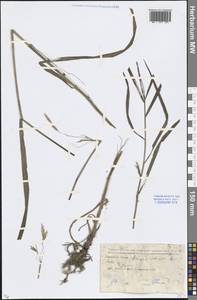 Bromus inermis Leyss., Eastern Europe, Moscow region (E4a) (Russia)