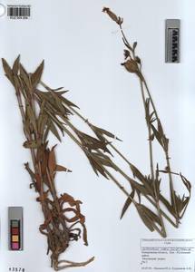 KUZ 004 284, Silene latifolia subsp. alba (Miller) Greuter & Burdet, Siberia, Altai & Sayany Mountains (S2) (Russia)