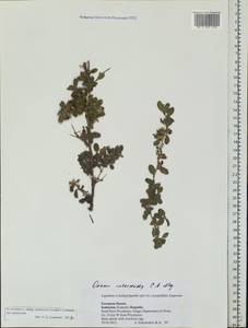 Ononis intermedia C.A.Mey. ex Rouy, Eastern Europe, Lower Volga region (E9) (Russia)