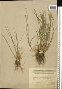 Agropyron fragile (Roth) P.Candargy, Eastern Europe, Middle Volga region (E8) (Russia)