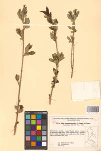 Salix pseudopentandra (Flod.) Flod., Siberia, Russian Far East (S6) (Russia)