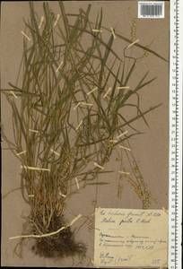 Melica picta K.Koch, Eastern Europe, Central forest-and-steppe region (E6) (Russia)