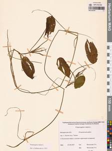 Potamogeton natans L., Siberia, Chukotka & Kamchatka (S7) (Russia)