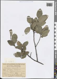 Quercus suber L., Caucasus, Georgia (K4) (Georgia)