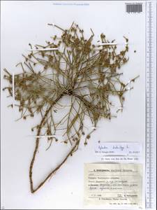 Ephedra distachya L., Eastern Europe, South Ukrainian region (E12) (Ukraine)