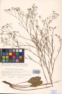 Limonium bungei (Claus) Gamajun., Eastern Europe, Lower Volga region (E9) (Russia)