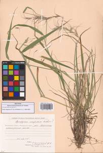 Elymus sibiricus L., Siberia, Chukotka & Kamchatka (S7) (Russia)