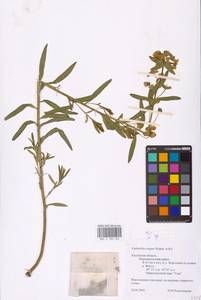 Euphorbia virgata Waldst. & Kit., Eastern Europe, Central region (E4) (Russia)