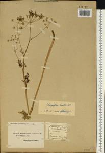 Chaerophyllum prescottii DC., Eastern Europe, Northern region (E1) (Russia)