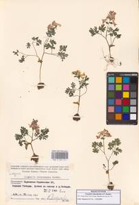 Corydalis teberdensis A.P.Khokhr., Caucasus, Stavropol Krai, Karachay-Cherkessia & Kabardino-Balkaria (K1b) (Russia)