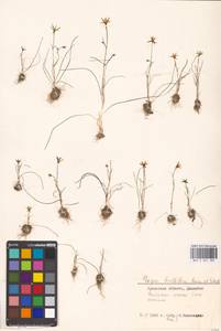 Gagea bulbifera (Pall.) Salisb., Middle Asia, Caspian Ustyurt & Northern Aralia (M8) (Kazakhstan)