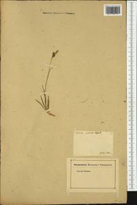 Carex liparocarpos Gaudin, Western Europe (EUR) (Austria)