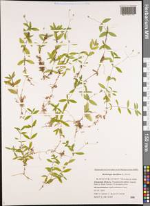 Moehringia lateriflora (L.) Fenzl, Siberia, Russian Far East (S6) (Russia)