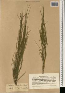 Ephedra equisetina Bunge, South Asia, South Asia (Asia outside ex-Soviet states and Mongolia) (ASIA) (Afghanistan)