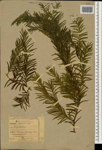 Taxus baccata L., Caucasus, Stavropol Krai, Karachay-Cherkessia & Kabardino-Balkaria (K1b) (Russia)