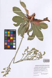 Goniolimon elatum (Fisch. ex Spreng.) Boiss., Eastern Europe, Eastern region (E10) (Russia)