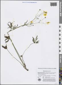 Ranunculus acris L., Eastern Europe, Northern region (E1) (Russia)