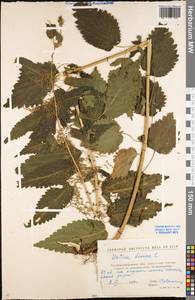Urtica dioica L., Eastern Europe, North Ukrainian region (E11) (Ukraine)